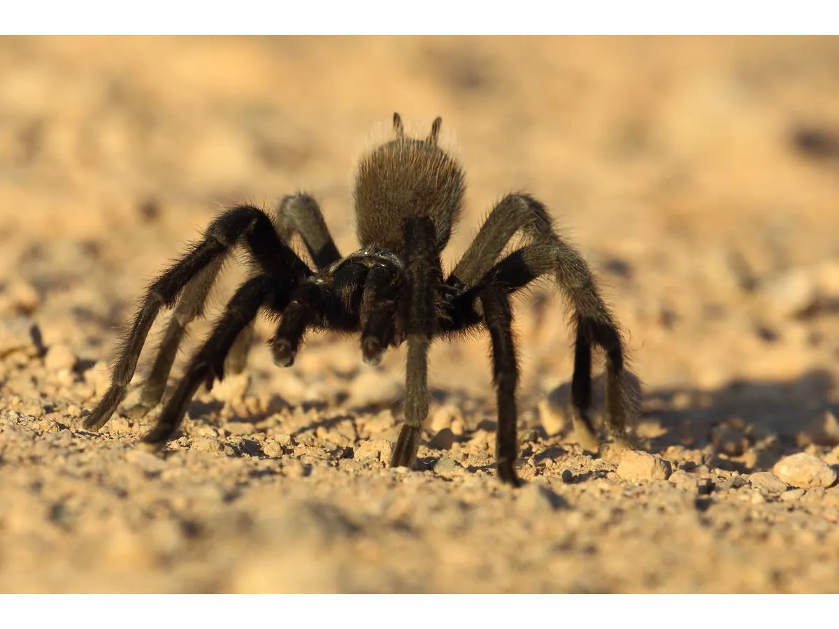 18900 baby tarantula predators
