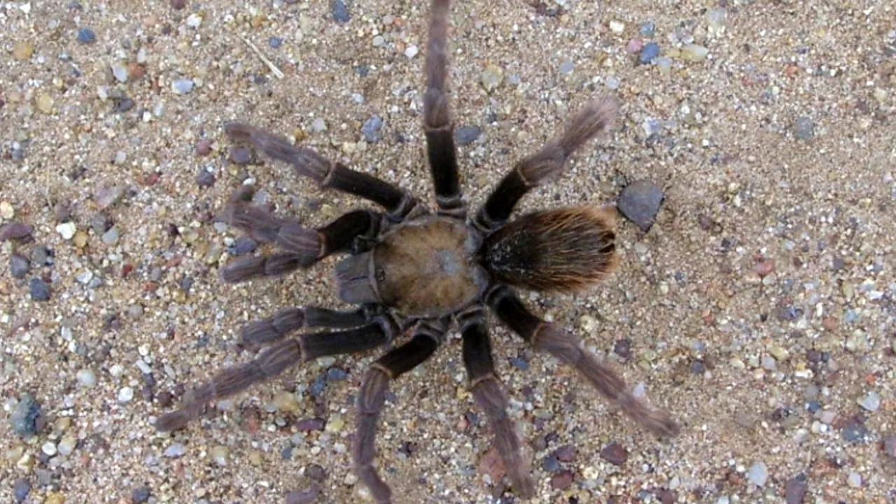 18900 san diego tarantula colors