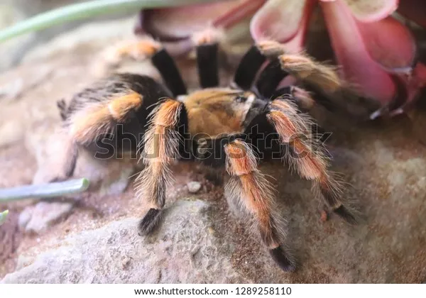 18900 san diego tarantula enclosure