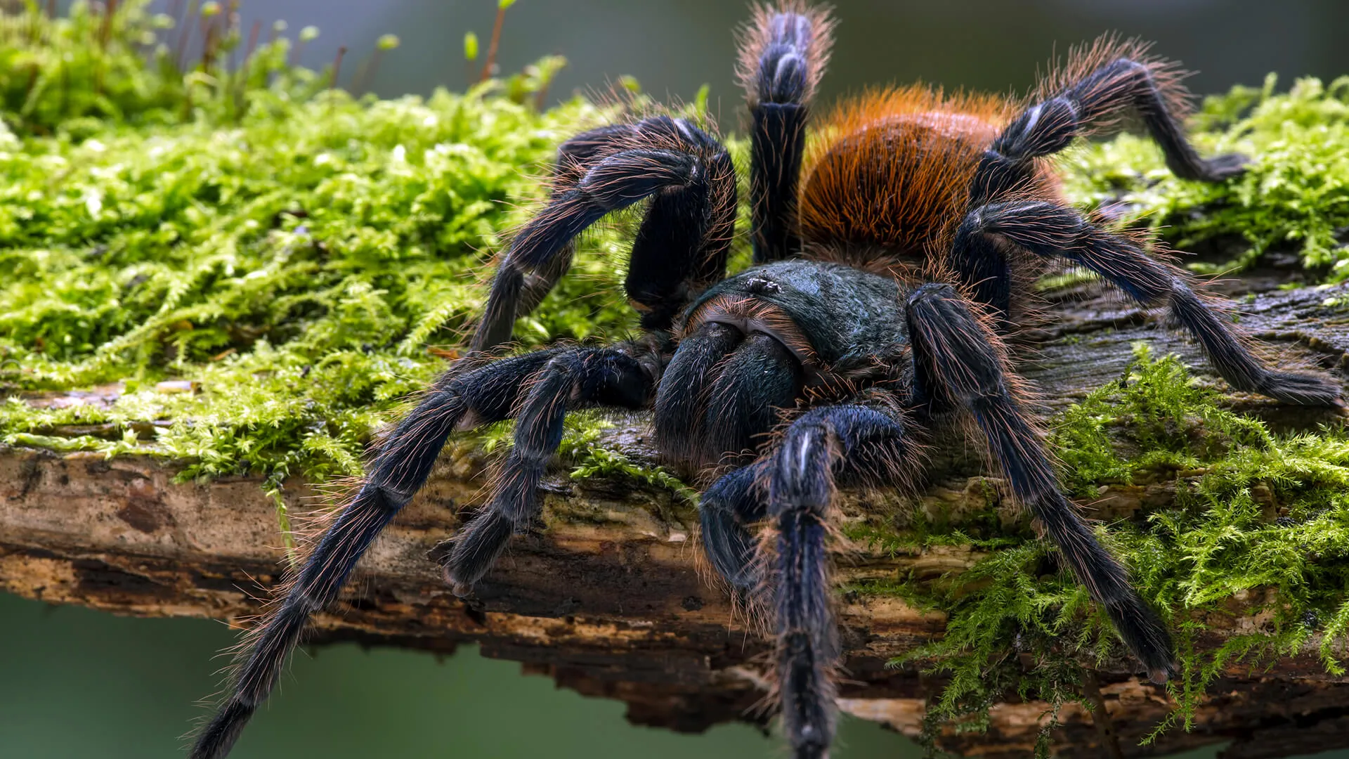 18900 san diego tarantula feeding