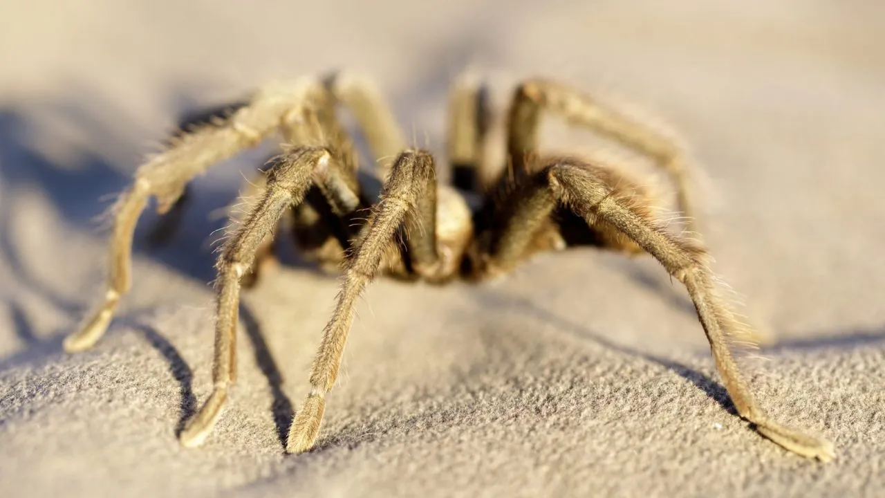 /img/18900-tarantula-humidity.webp