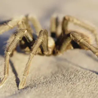 /img/18900-tarantula-humidity.webp
