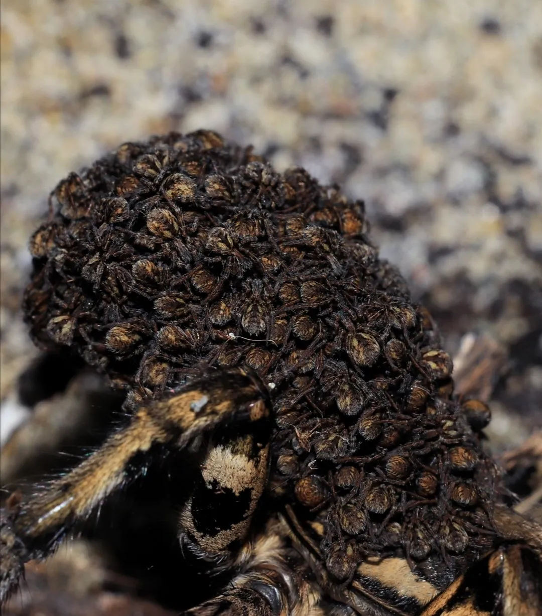 18901 junodi tarantula sling enclosure