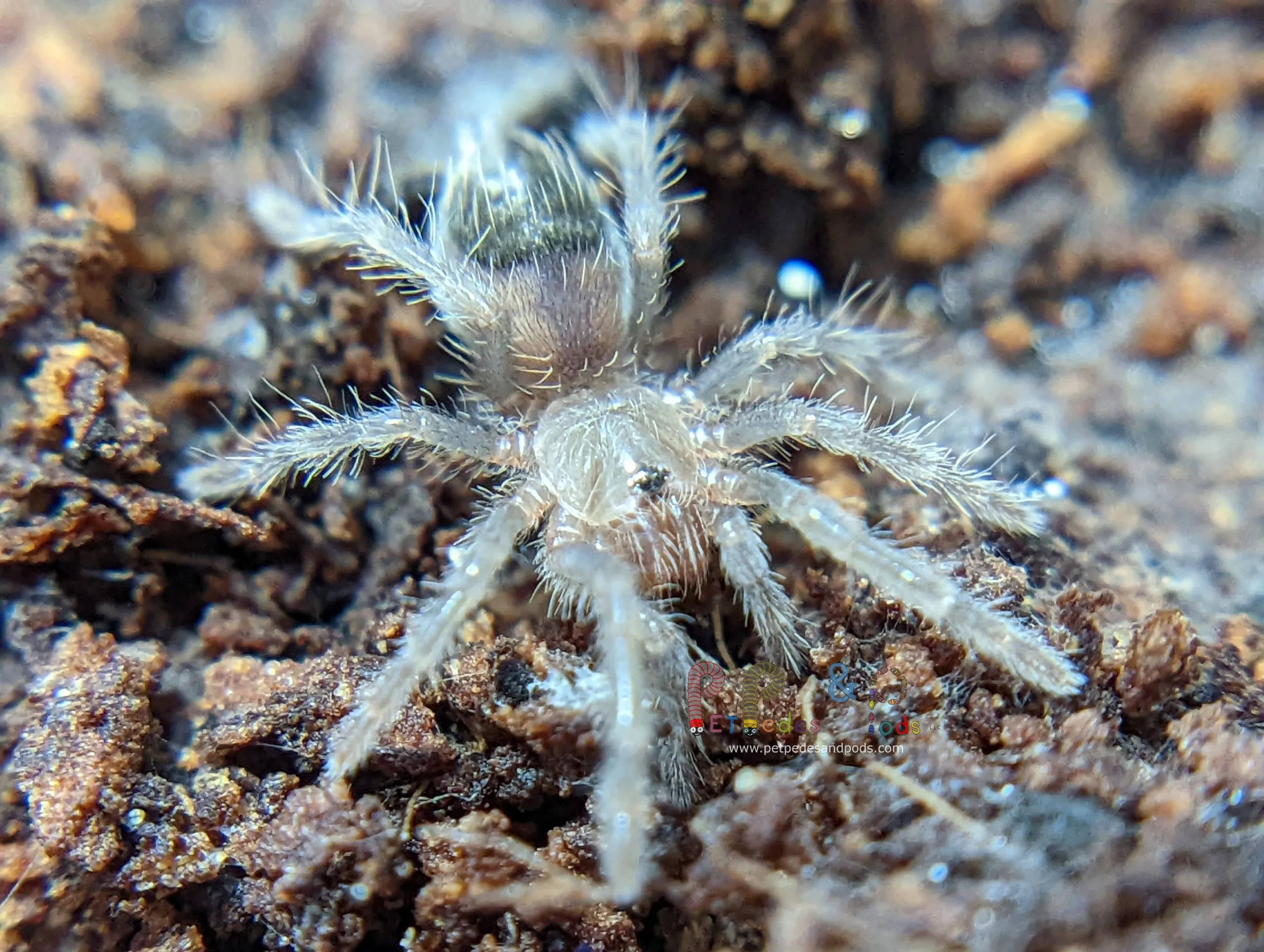 18901 junodi tarantula sling feeding