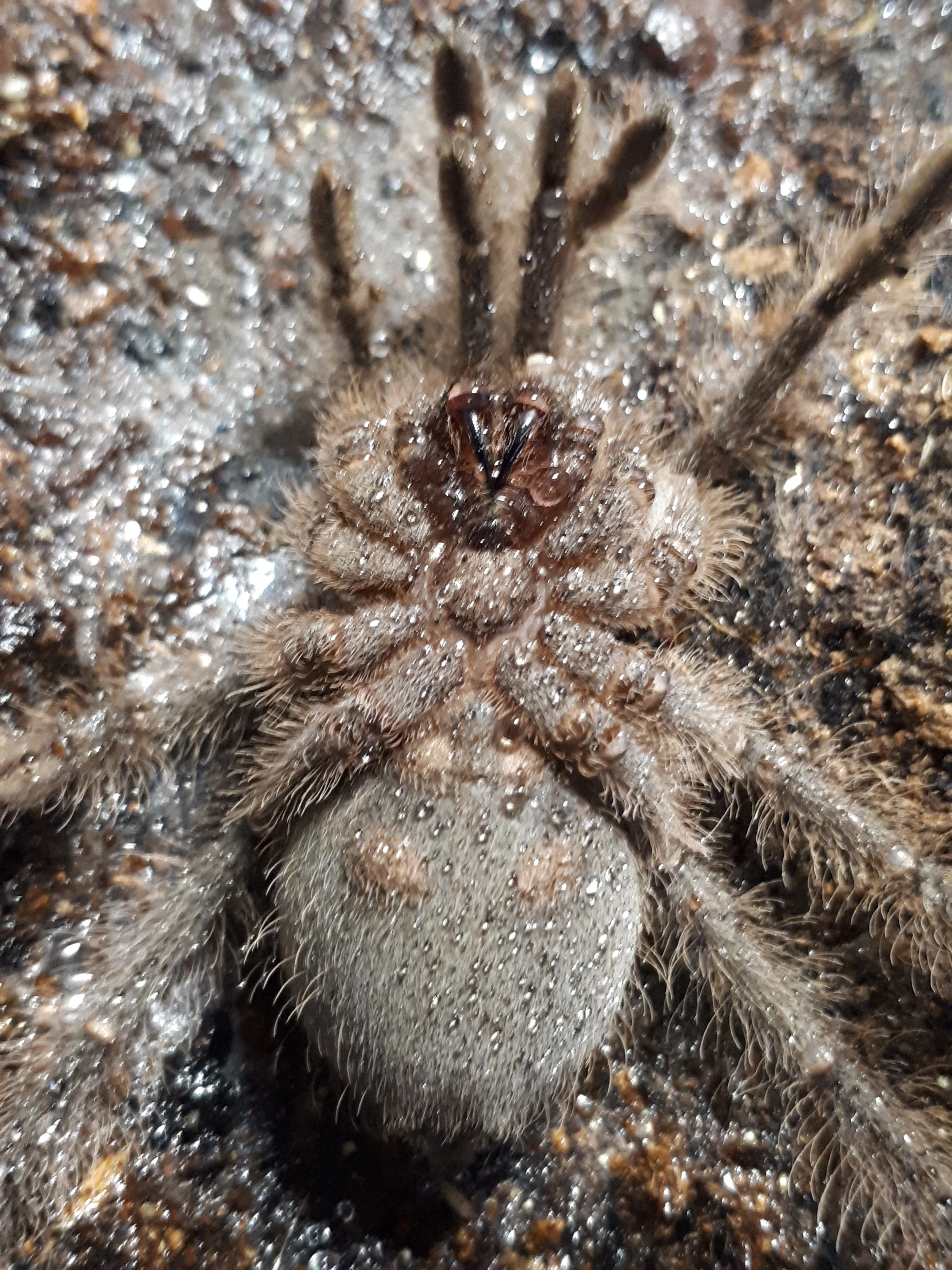 /img/18901-junodi-tarantula-sling-habitat.webp