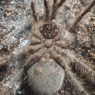 /img/18901-junodi-tarantula-sling-habitat.webp