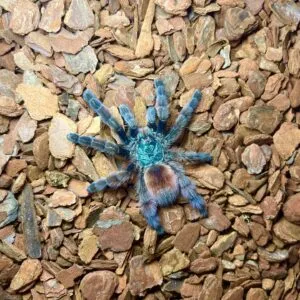18901 junodi tarantula sling molting