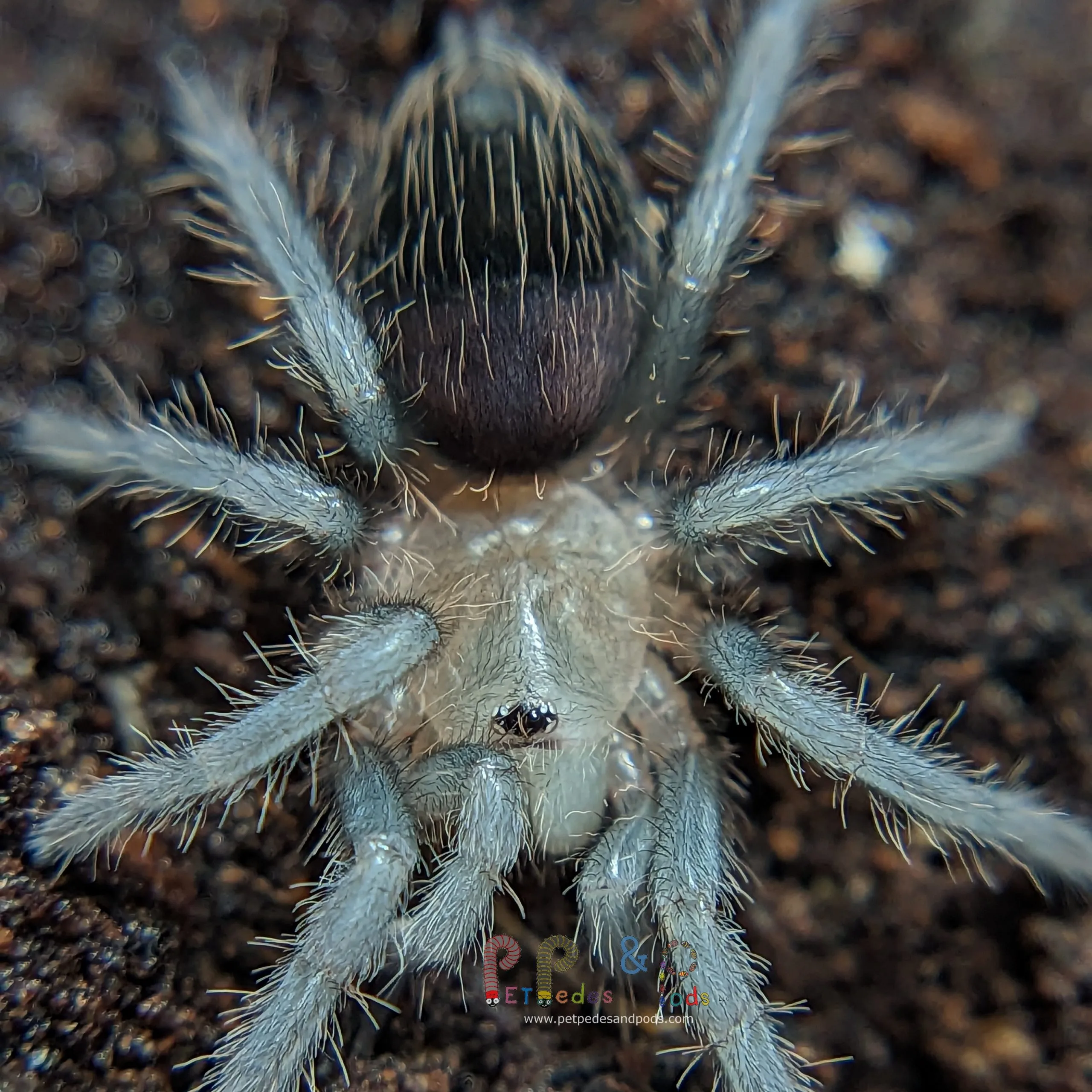 18901 junodi tarantula sling substrate