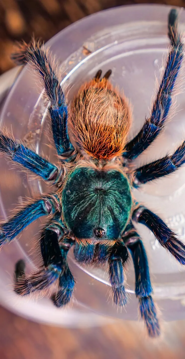 18902 blue tarantula feeding