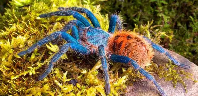 18902 blue tarantula habitat