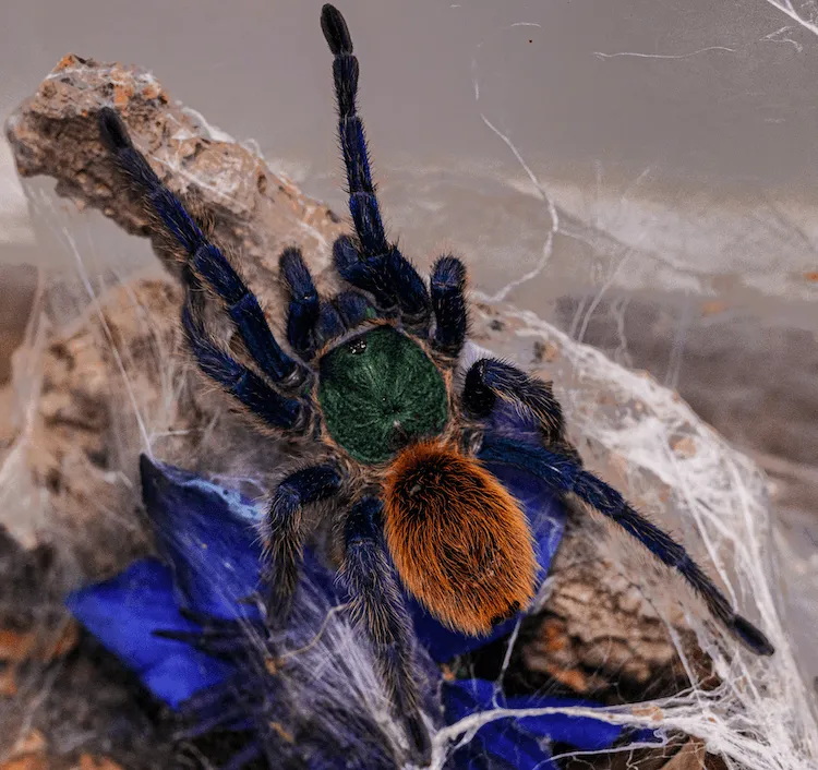 18902 blue tarantula handling
