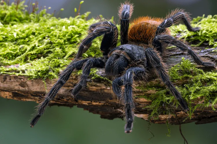 18902 blue tarantula molting