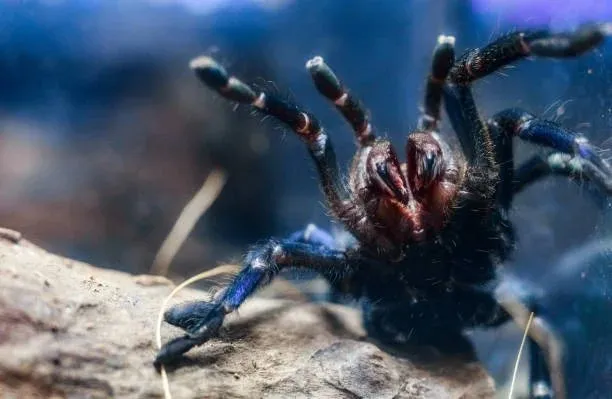 18902 blue tarantula overview