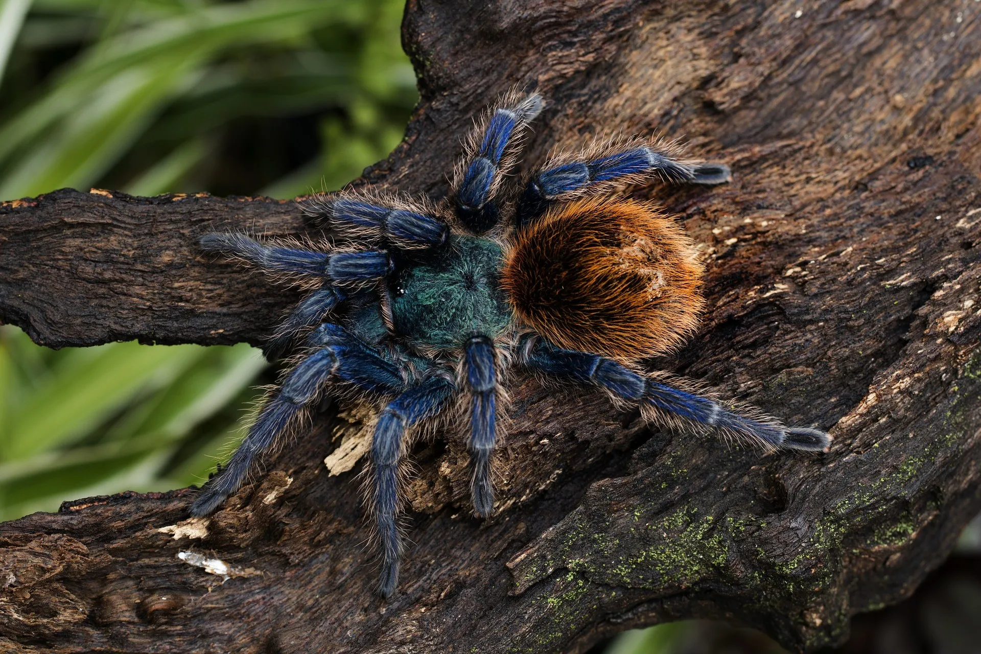 /img/18902-blue-tarantula-water.webp