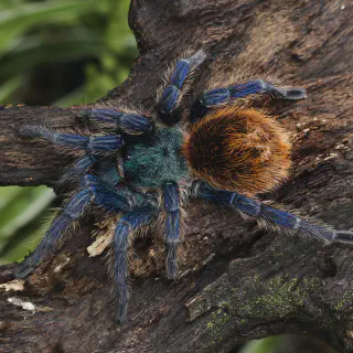 /img/18902-blue-tarantula-water.webp