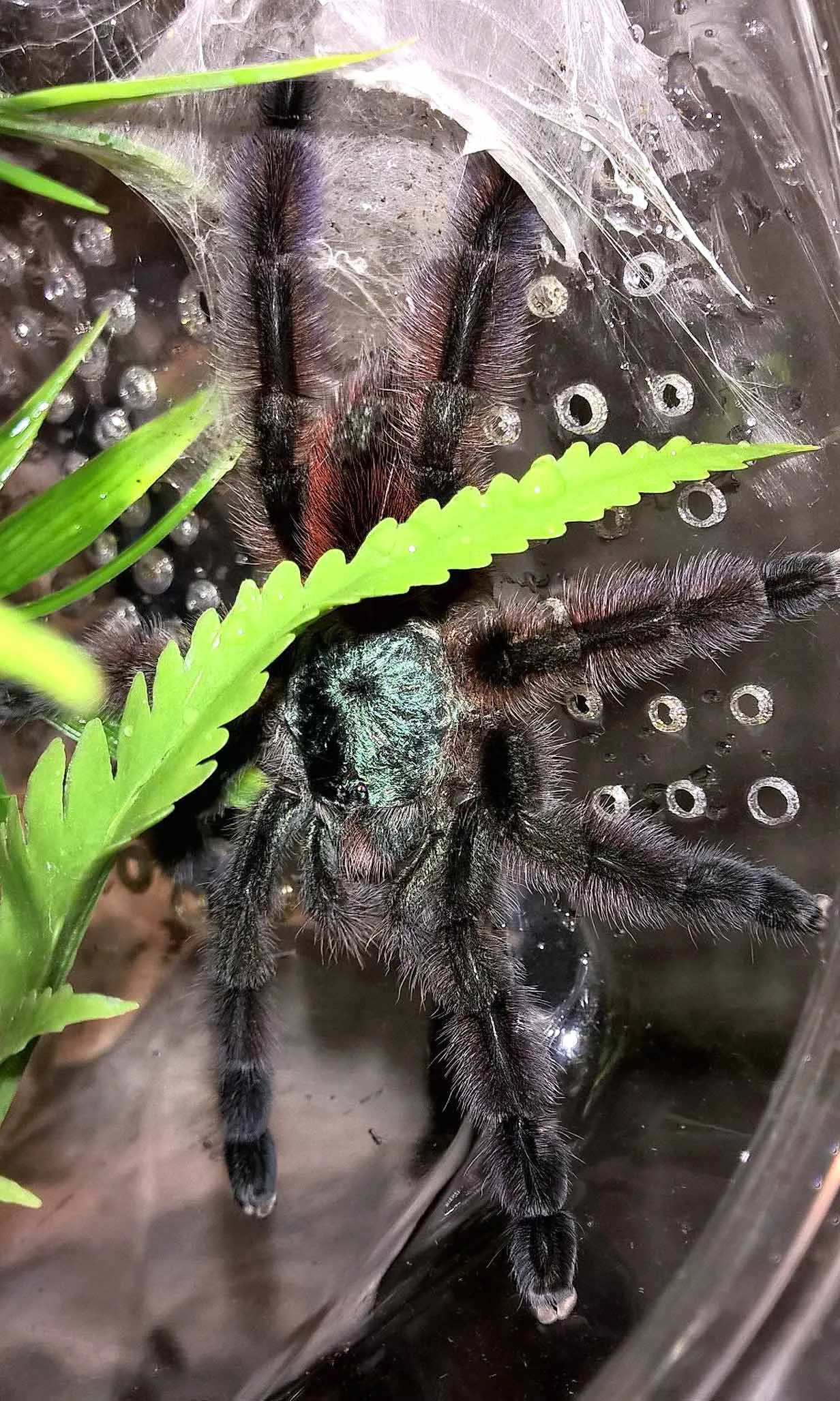 /img/18905-vagan-tarantula-conservation.webp