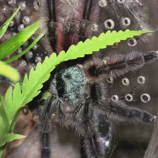 /img/18905-vagan-tarantula-conservation.webp