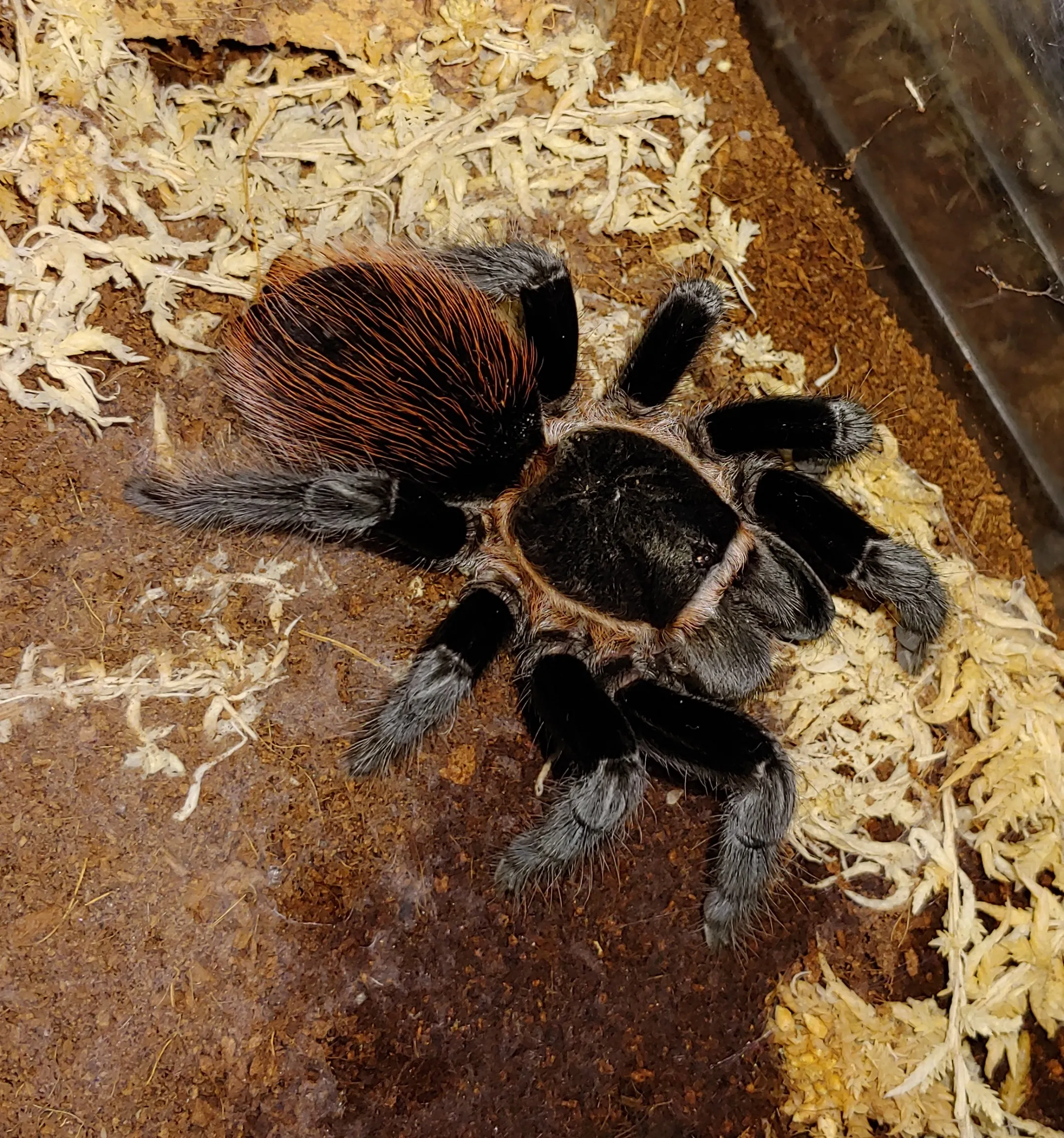18905 vagan tarantula enclosure