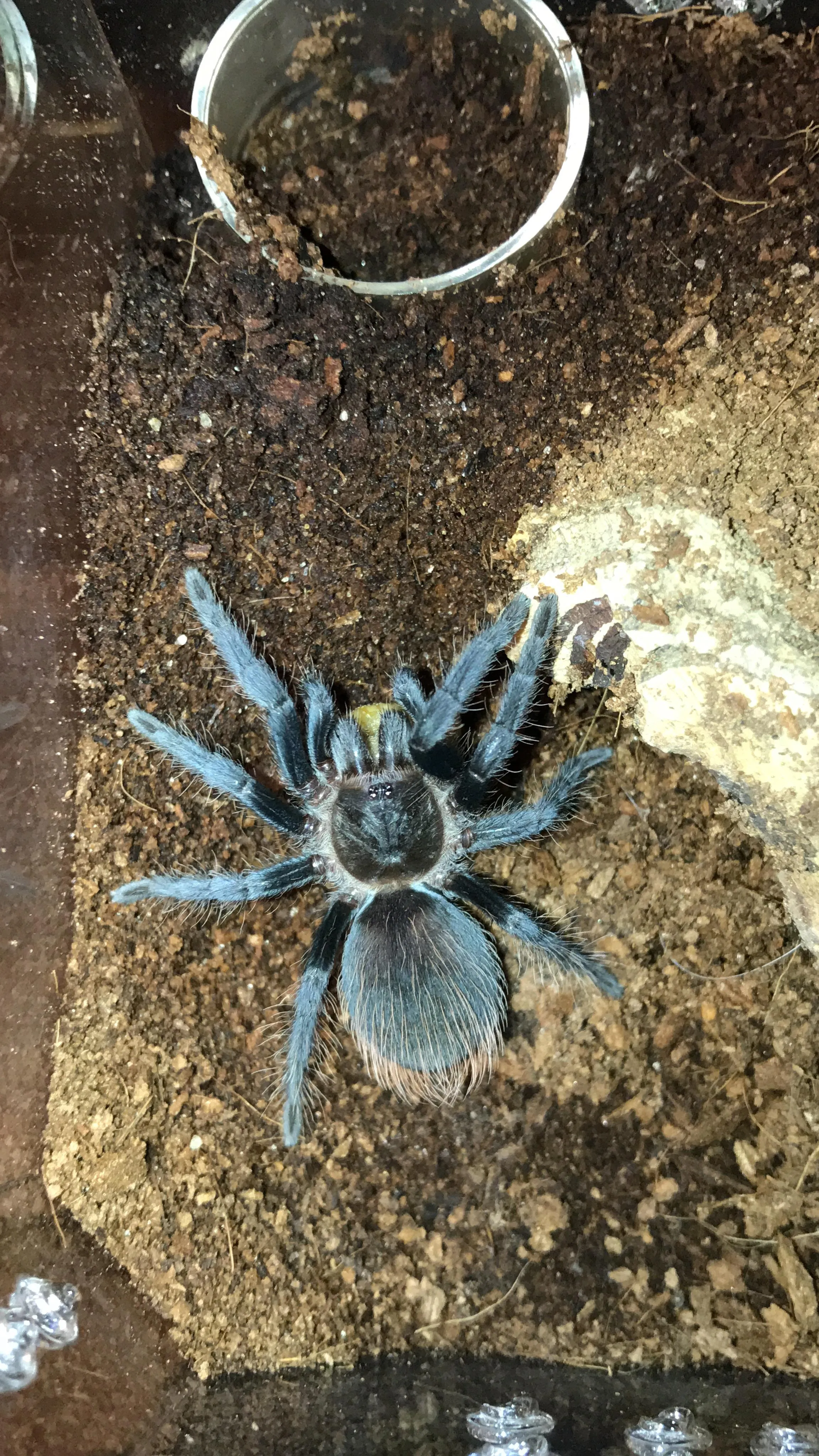 18905 vagan tarantula feeding