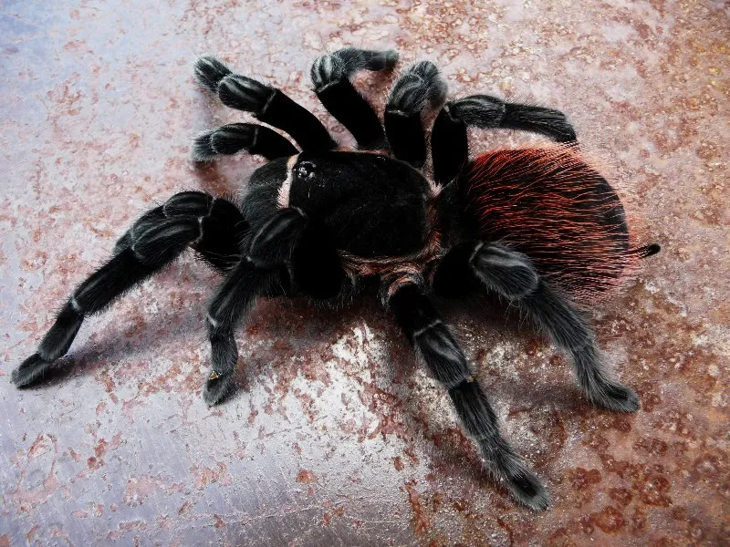 18905 vagan tarantula handling