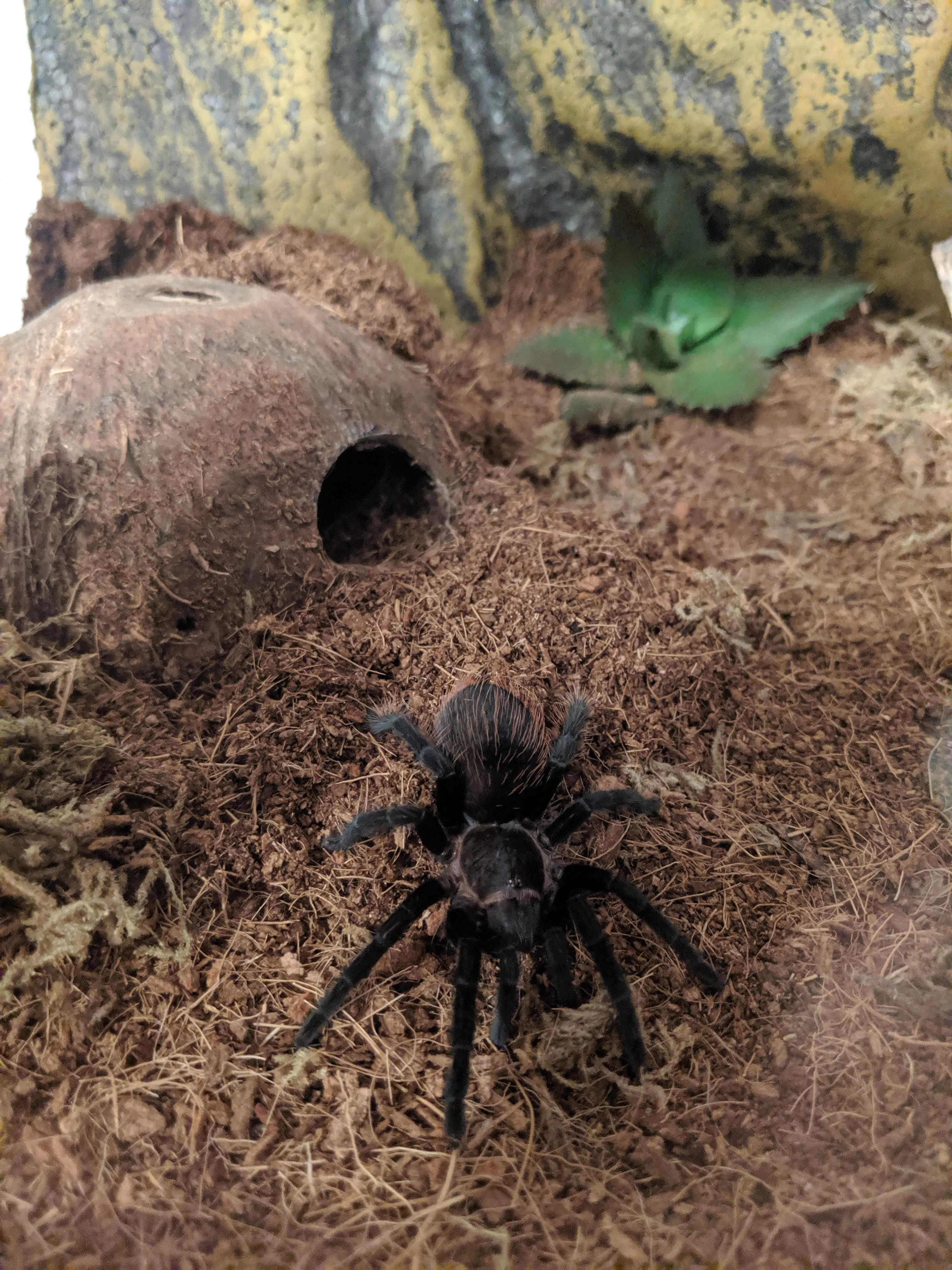 18905 vagan tarantula molting