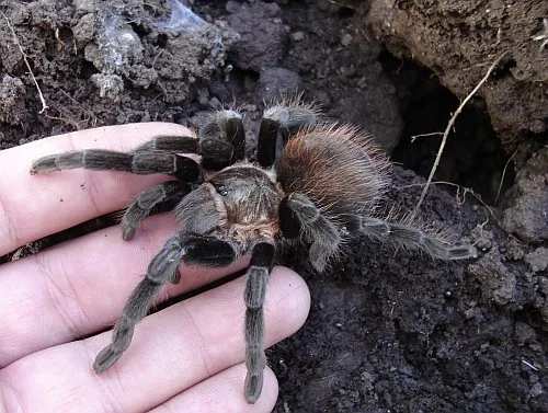 18905 vagan tarantula physical characteristics
