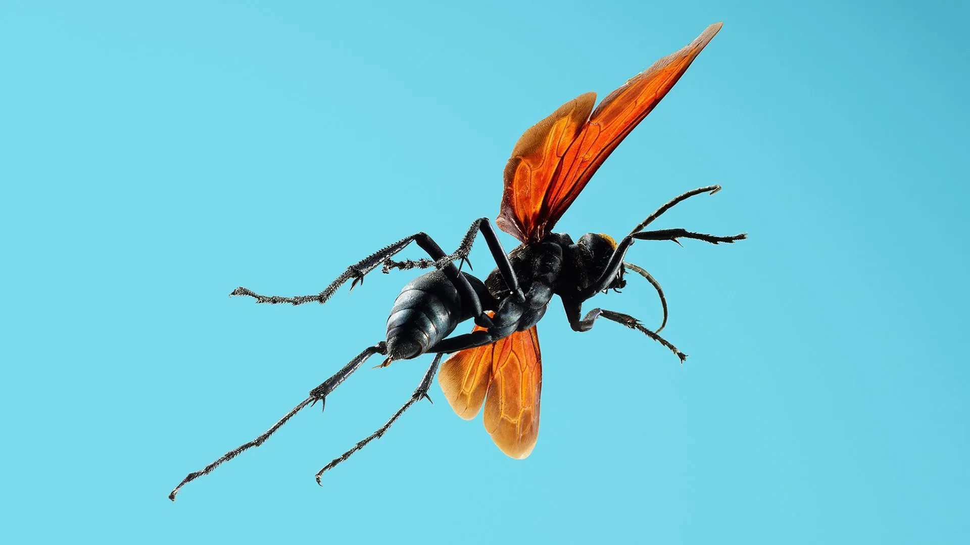 18906 tarantula hawk female