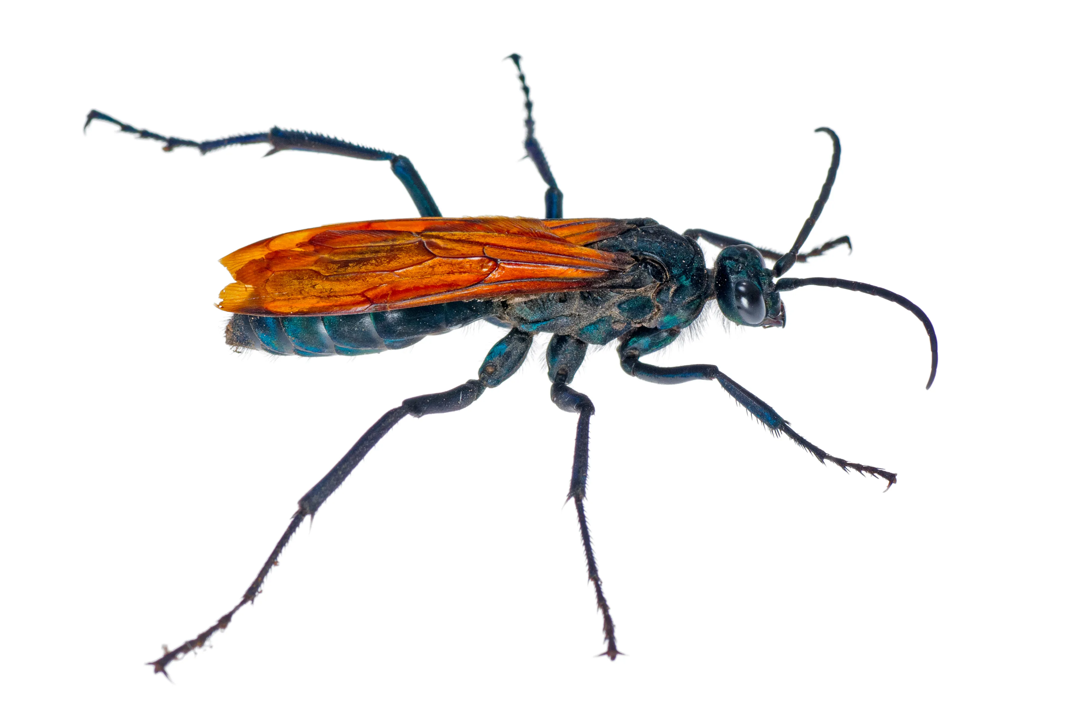 18906 tarantula hawk habitat