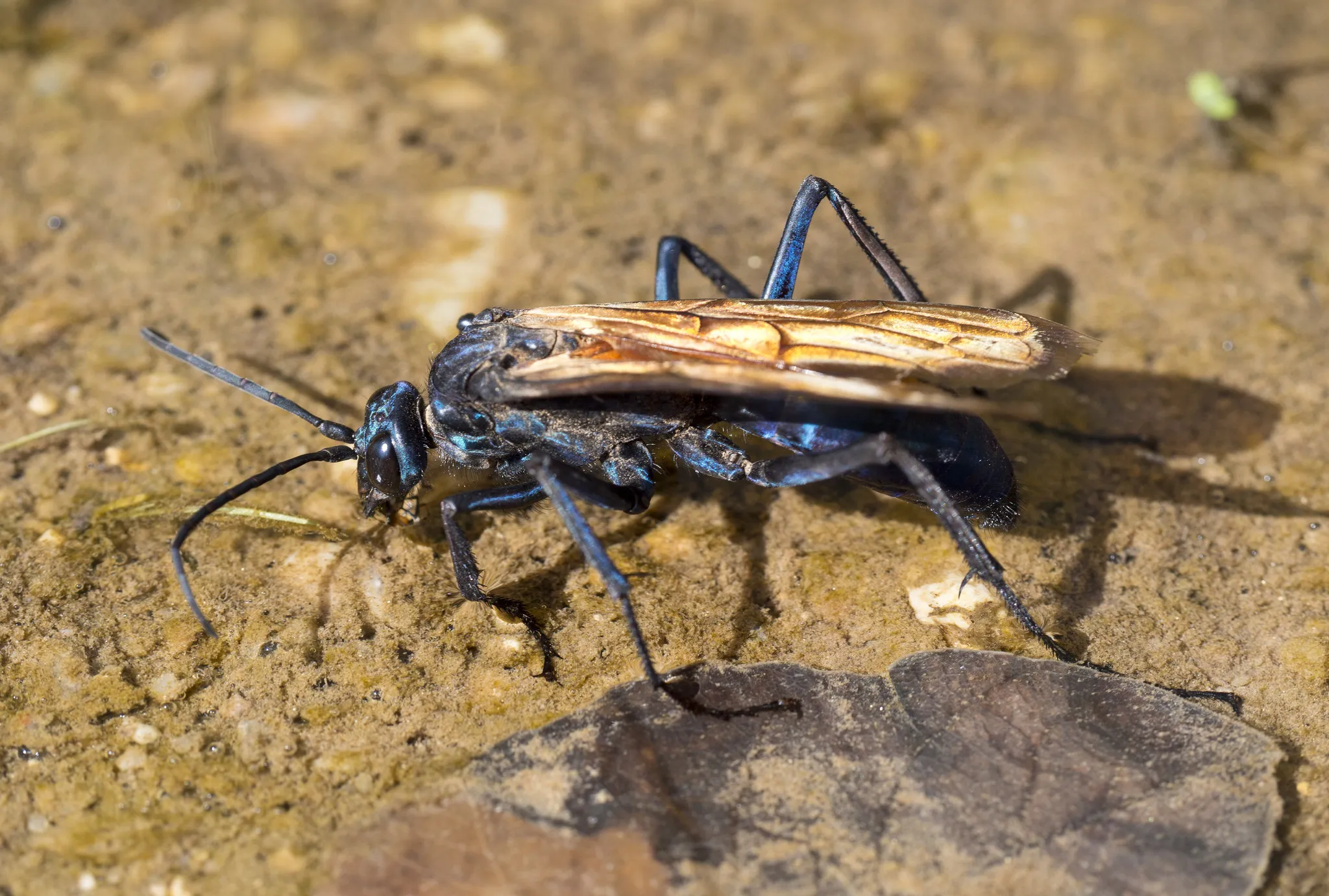 18906 tarantula hawk map example