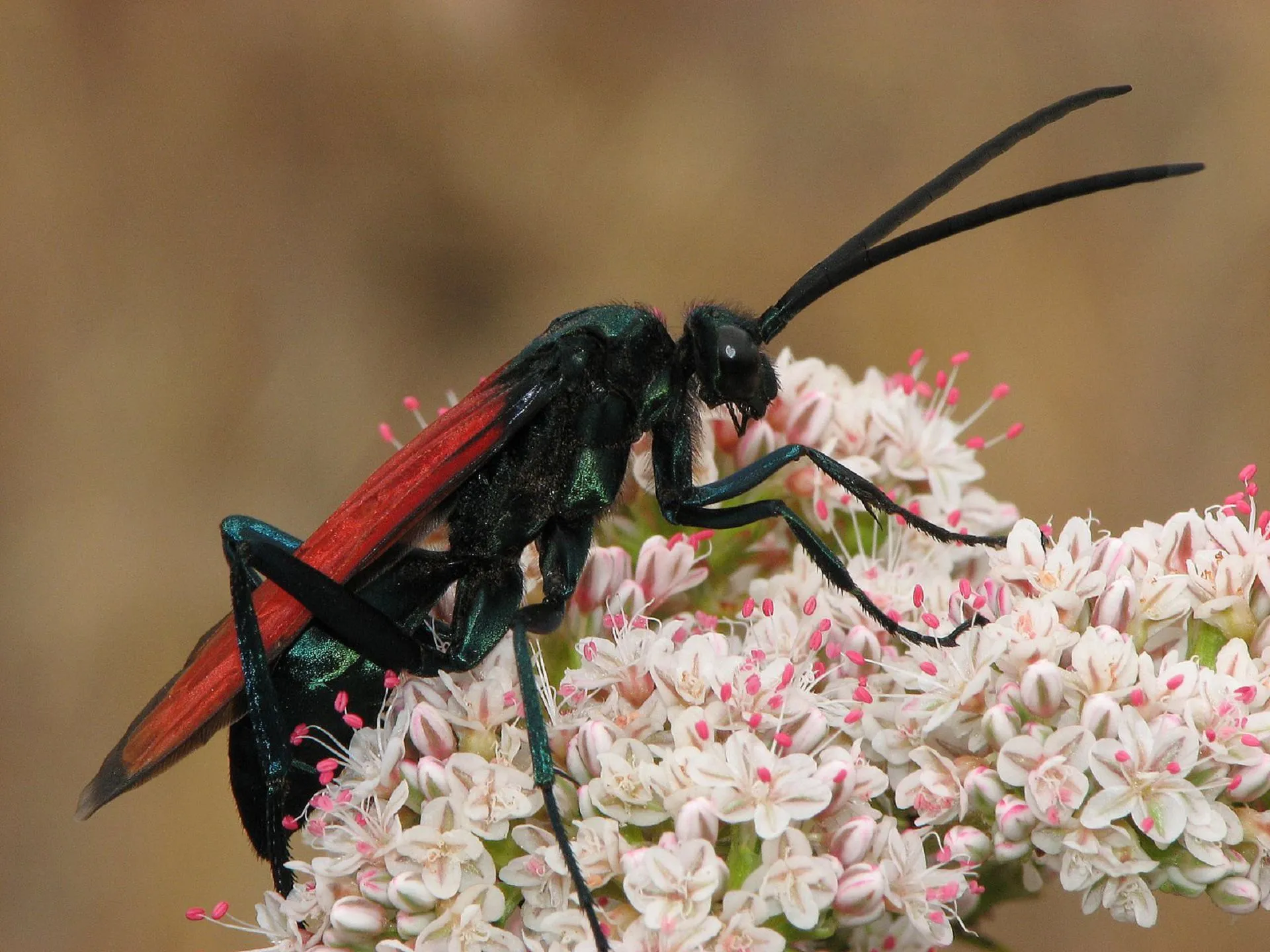 18906 tarantula hawk map overview