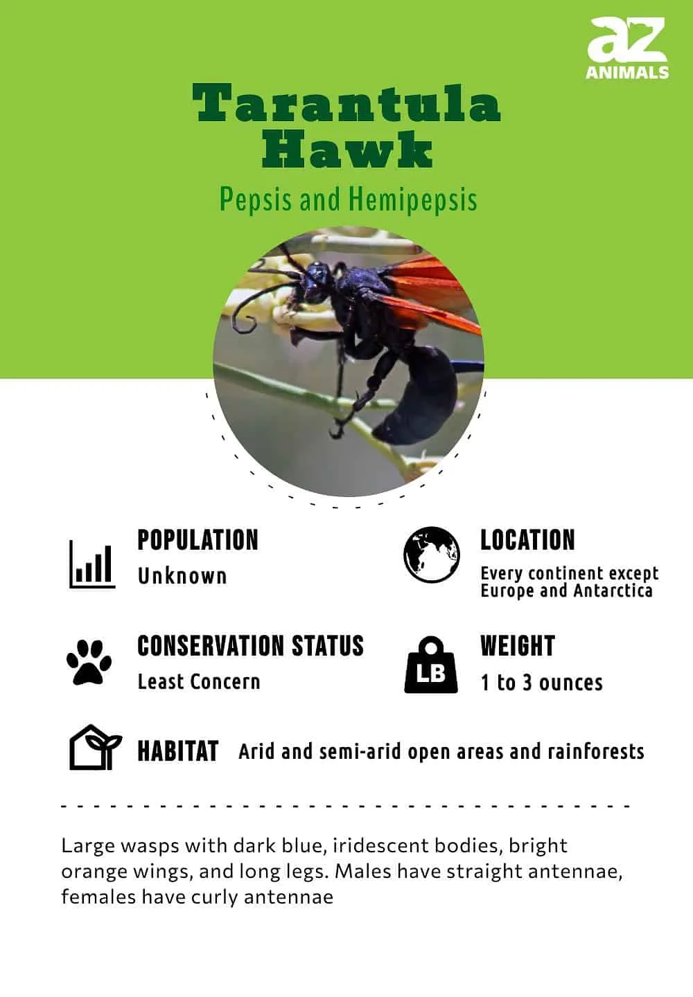 18906 tarantula hawk map software