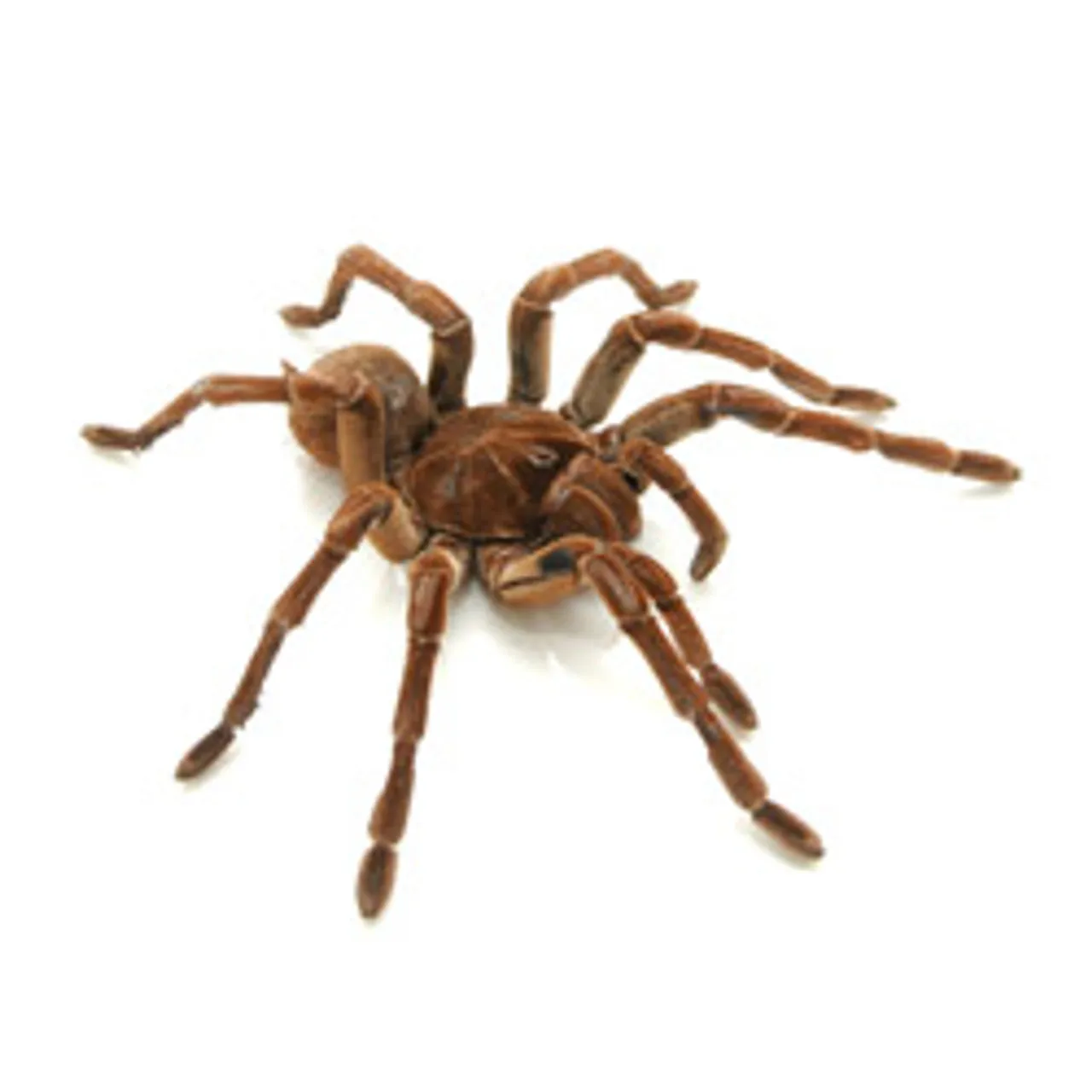 18907 goliath birdeater tarantula feeding 1