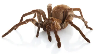 18907 goliath birdeater tarantula feeding 2