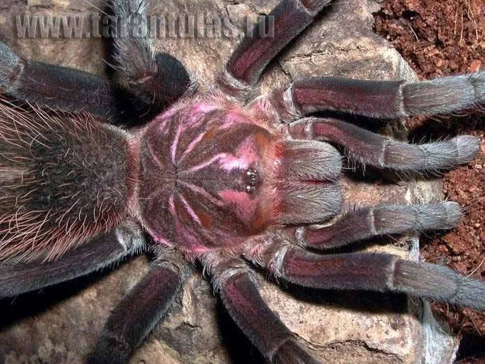 18907 goliath birdeater tarantula feeding 3
