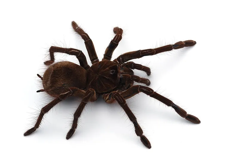 18907 goliath birdeater tarantula feeding 4
