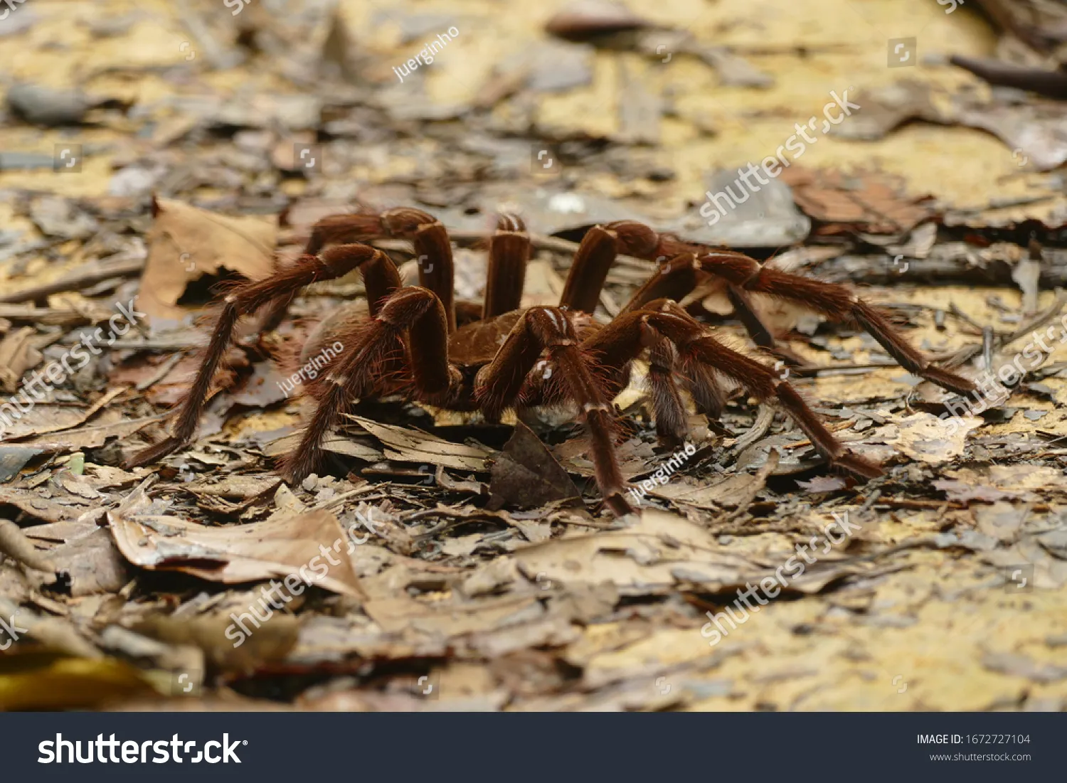 18907 goliath birdeater tarantula feeding 5