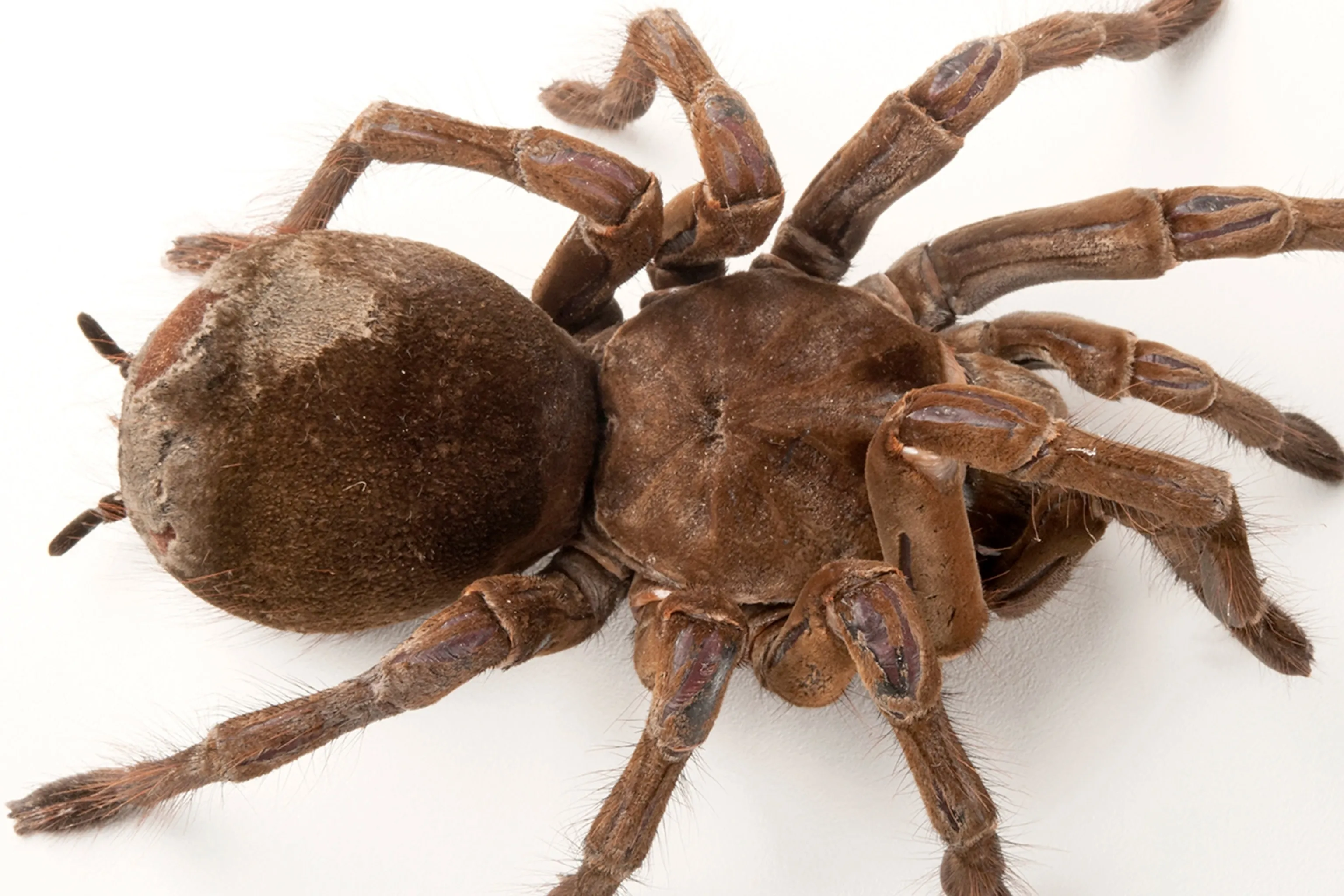 18907 goliath birdeater tarantula feeding 6