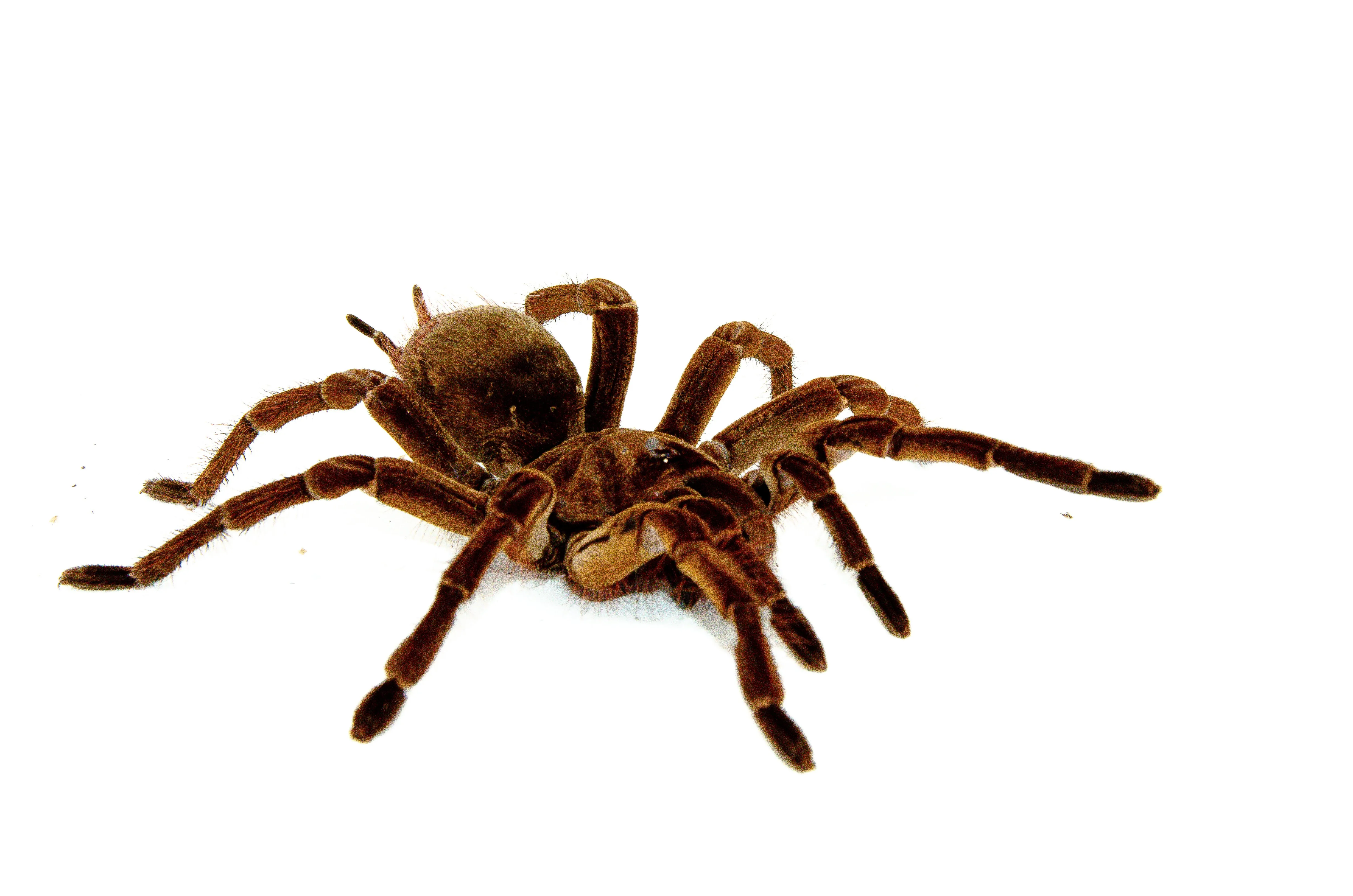 /img/18907-goliath-birdeater-tarantula-feeding-7.webp