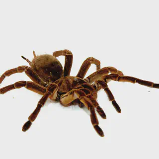/img/18907-goliath-birdeater-tarantula-feeding-7.webp