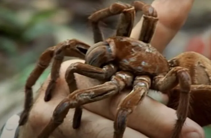 18910 texas tarantula defensive
