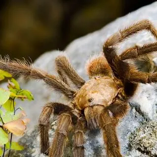 18910 texas tarantula mating