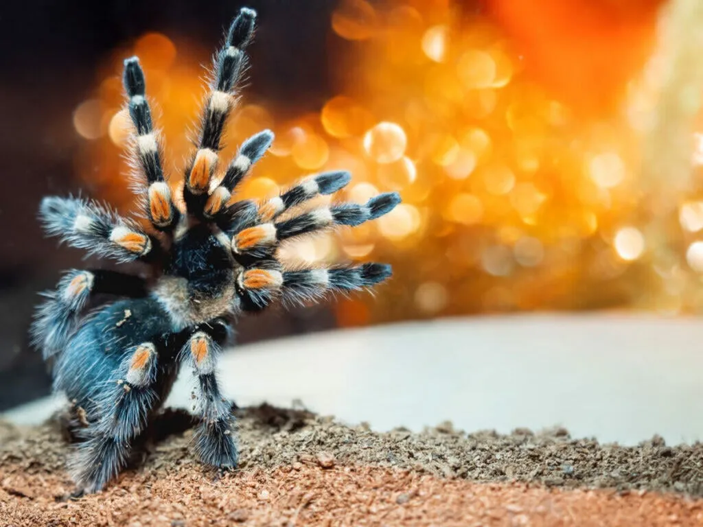 /img/18911-cute-tarantula.webp