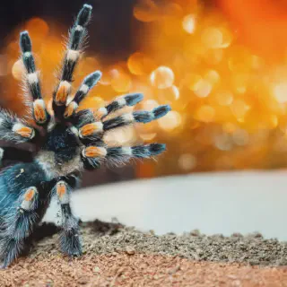/img/18911-cute-tarantula.webp
