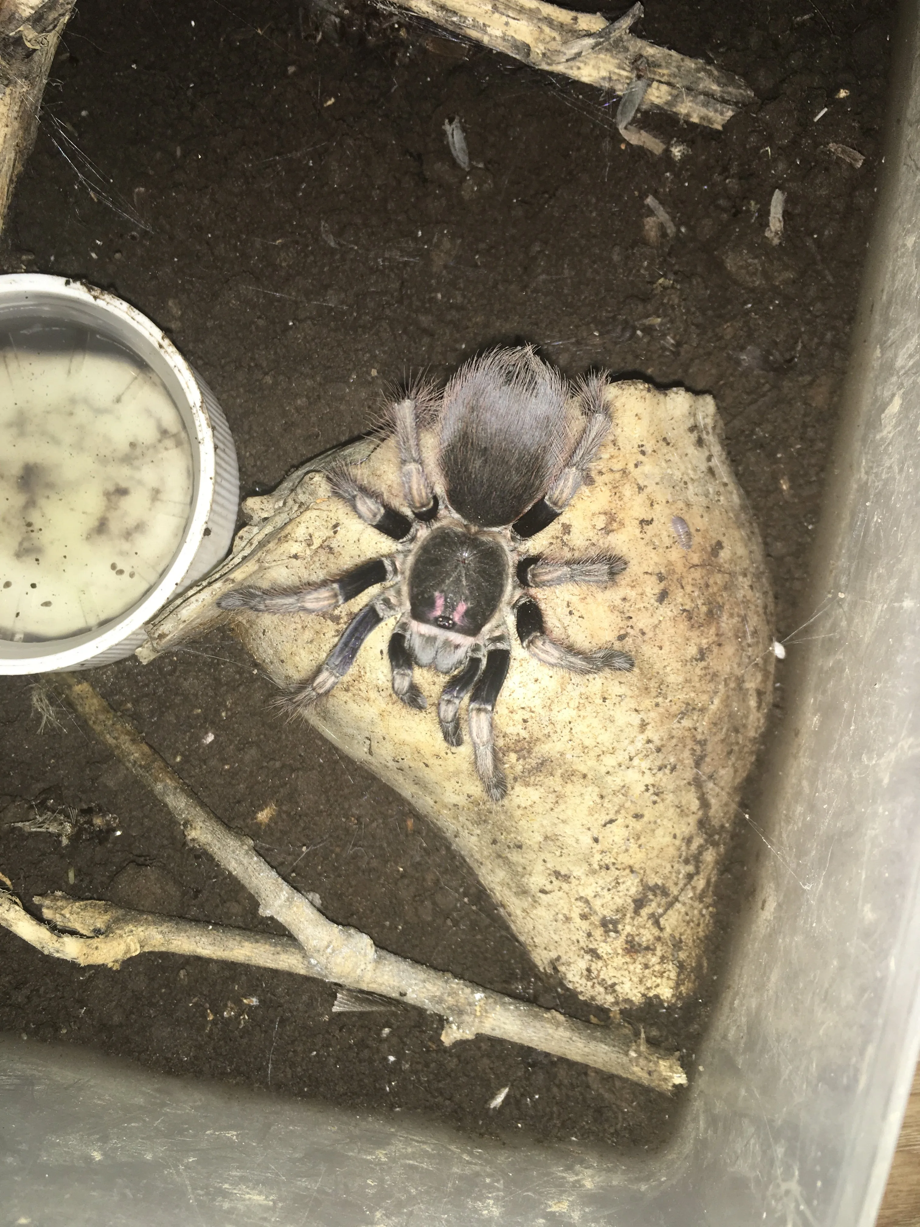 18911 mythological tarantula name