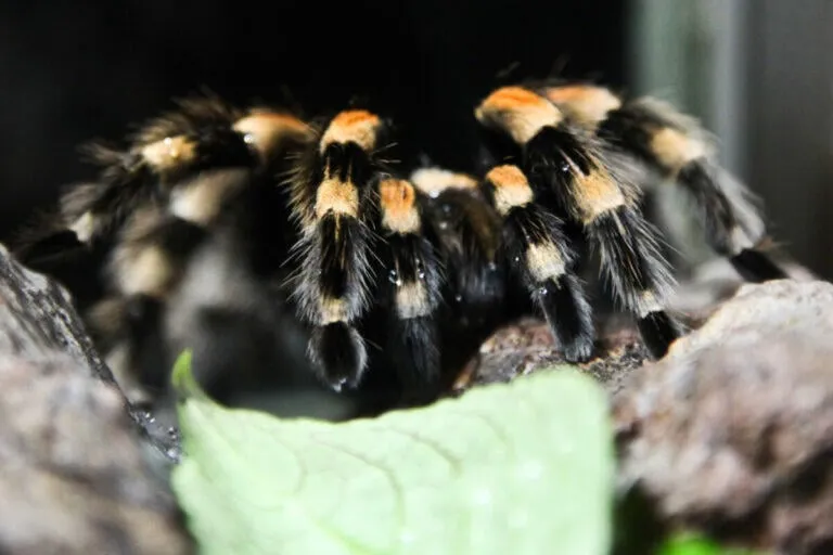18911 nature inspired tarantula