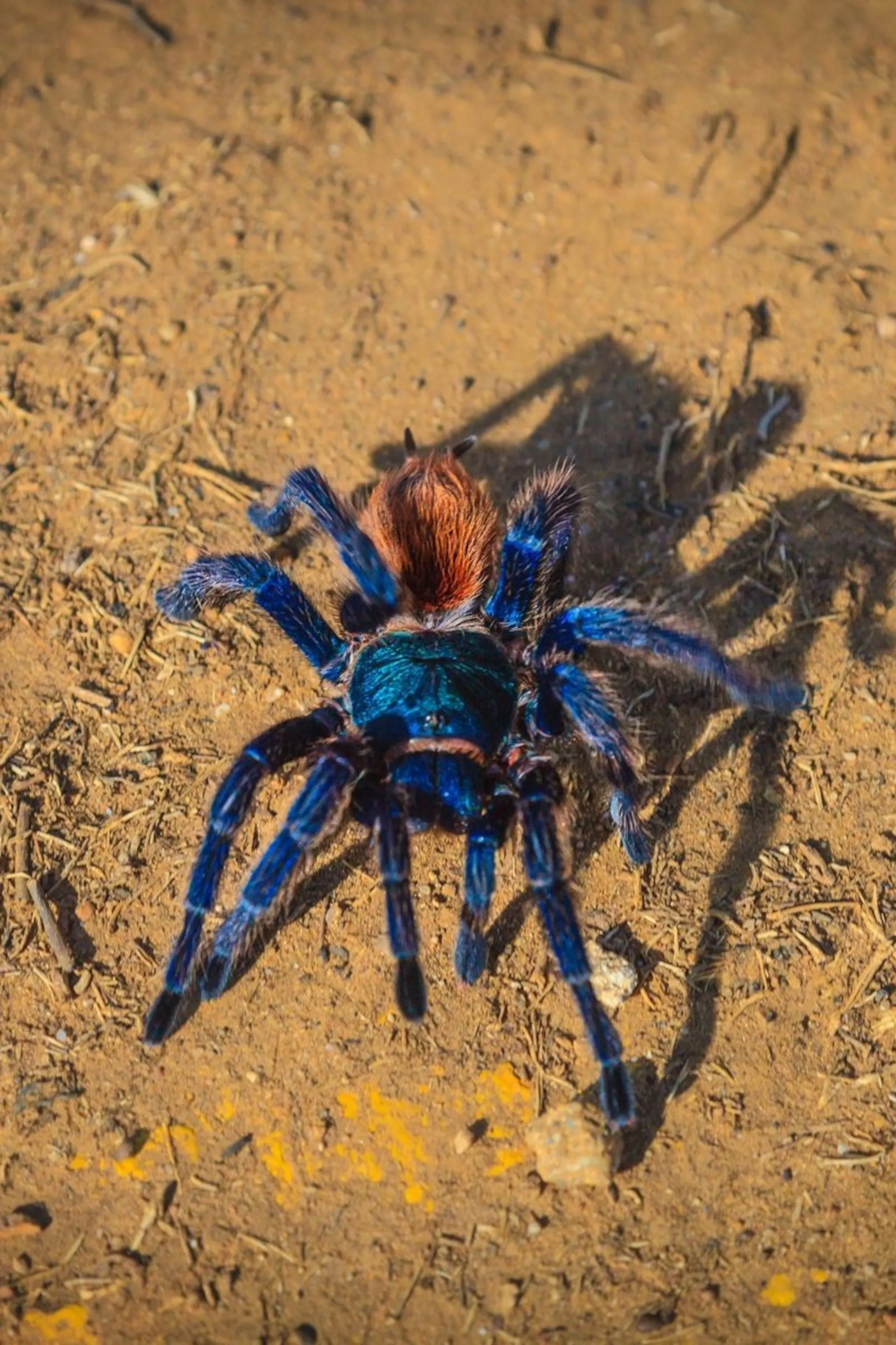 18911 tarantula color inspiration