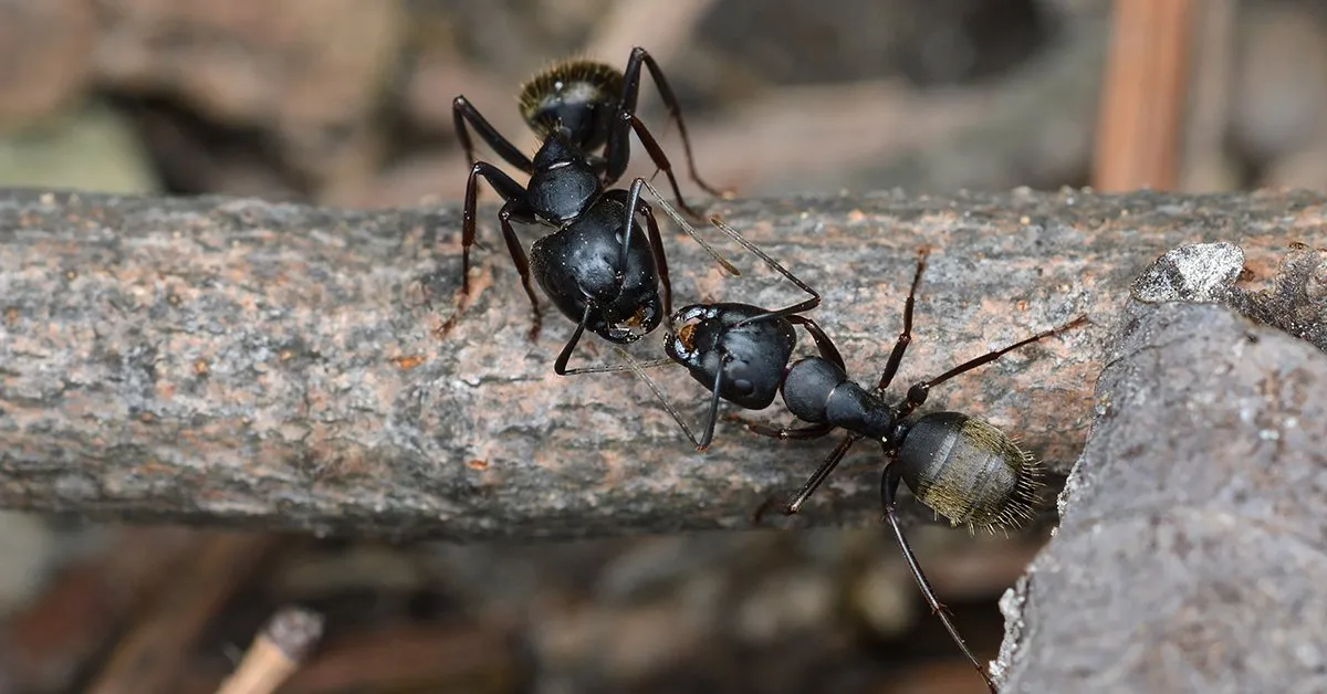 18912 argentine ant infestation