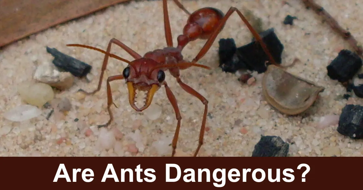 18912 bulldog ant tarantula
