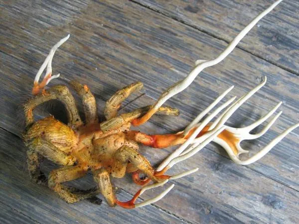 /img/18912-protecting-tarantulas.webp
