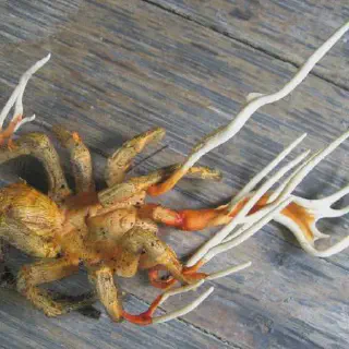 /img/18912-protecting-tarantulas.webp